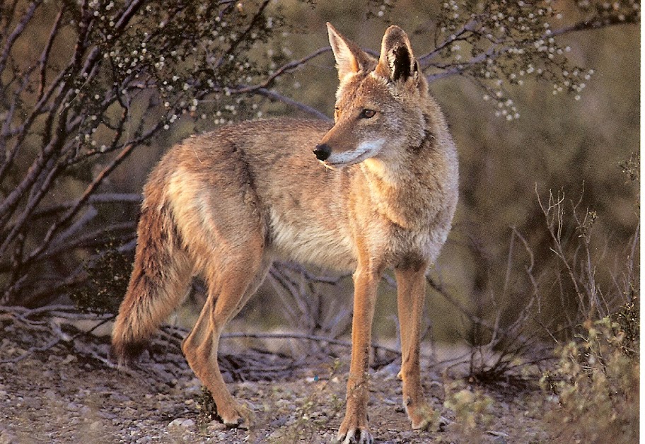 Coyote