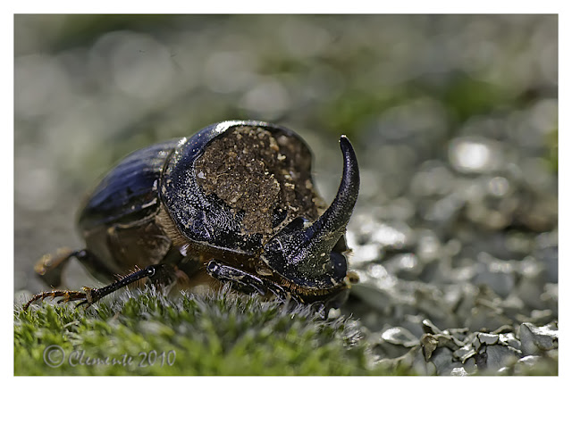 Rino, el rinoceronte Oryctes%20nasicornis%202