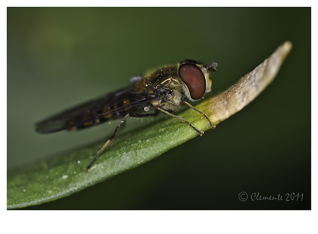 Sirfido despistado Episyrphus%20balteatus%202