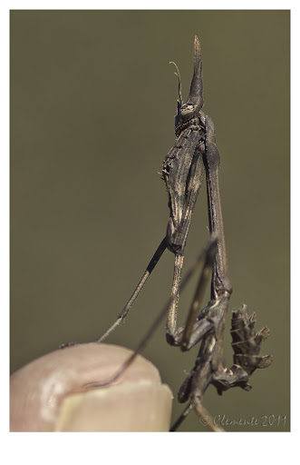 Empusa o "extraterrestre" 20110224170%20copia