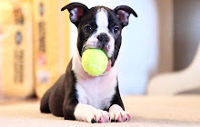 Boston Terrier Backgrounds & New Tab small promo image