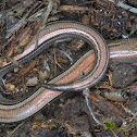 Italian three-toed skink