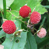 Thimbleberry