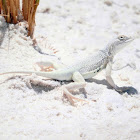 Bleached Earless Lizard