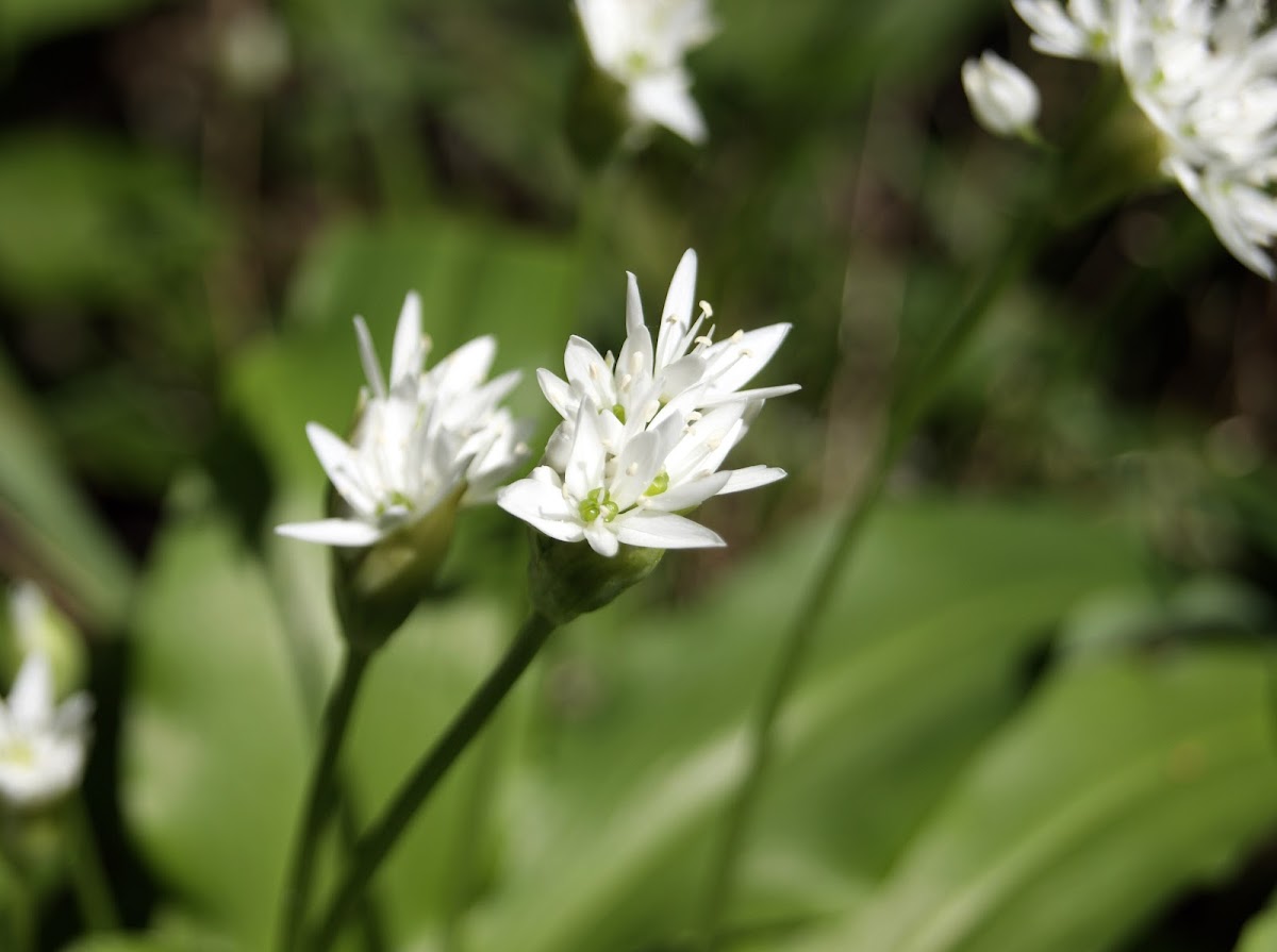 Ramsons