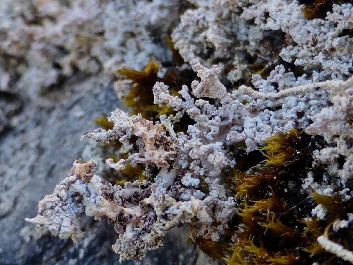 Snow Lichen