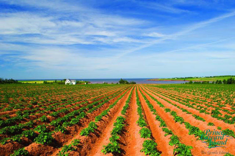 Farmland in DeSable in the center of Prince Edward Island, Canada. 