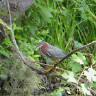 Green Heron