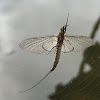 Mayfly