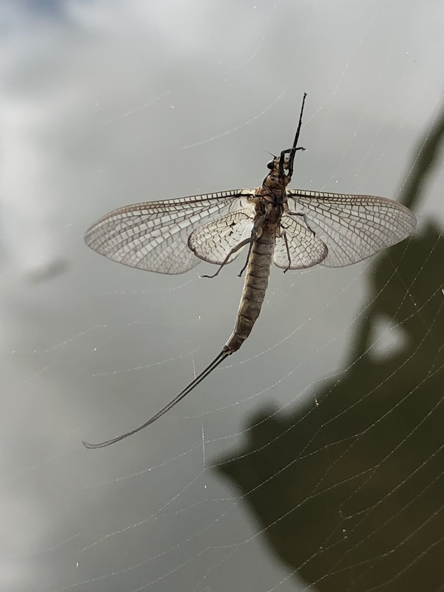 Mayfly