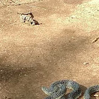 Speckled King snake