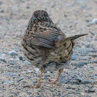 Dunnock