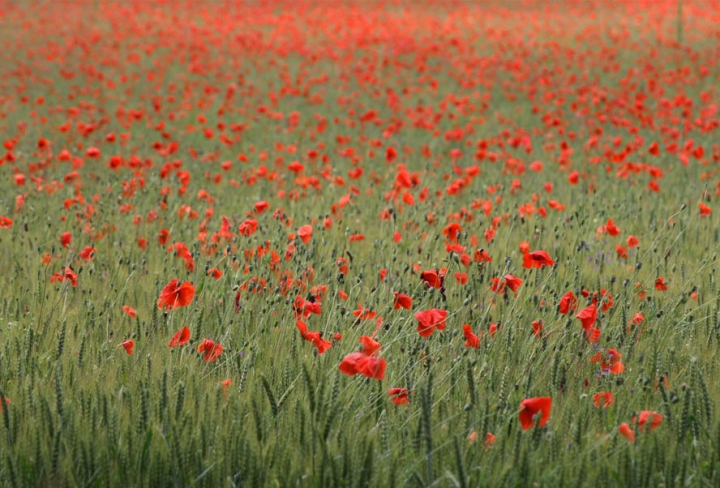 Campo di papaveri di Barbara Heidebrunn