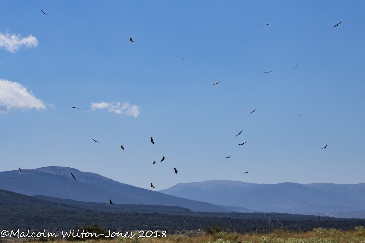 Griffon Vulture; Buitre Leonado