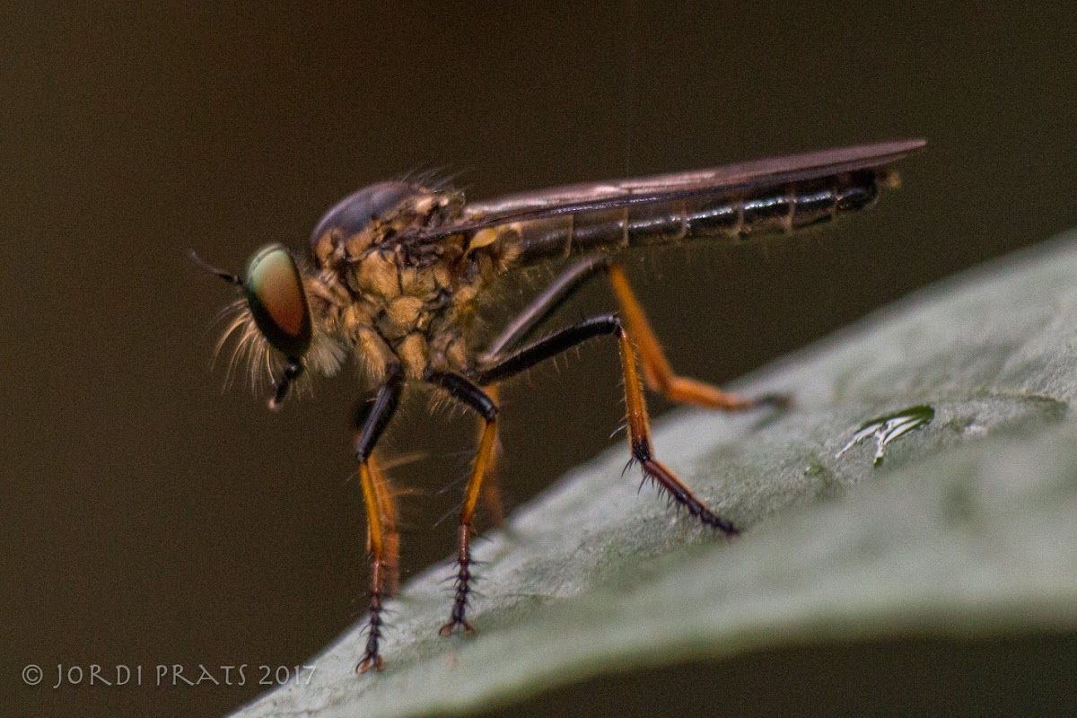 Robber Fly