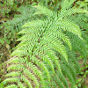 Dixie Silverback Fern, Silver Fern