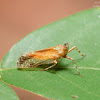 Orthopagus splendens 麗象蠟蟬