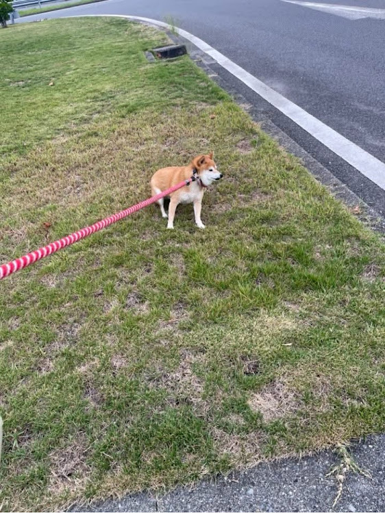 レパードの毎週末恒例・愛犬とドライブ・豆柴の居る暮らし・楽しい休日・曇り空で涼しくなったに関するカスタム事例の投稿画像7枚目