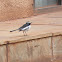 White-browed Wagtail (with nest)