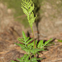 Dessicated GrapeFern