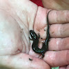 Northern Dusky Salamander