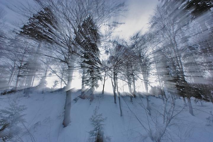 Luce nel bosco di Alessandro Remorini