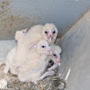 Baby Barn Owls