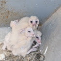 Baby Barn Owls