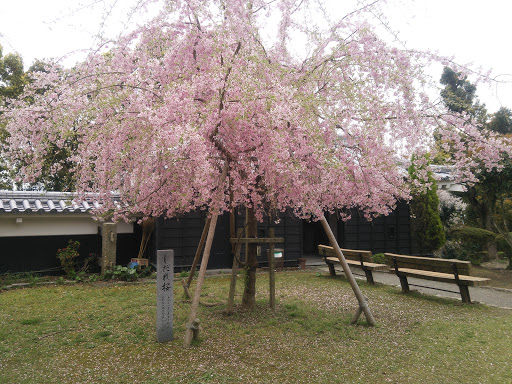 川之江城 しだれ桜