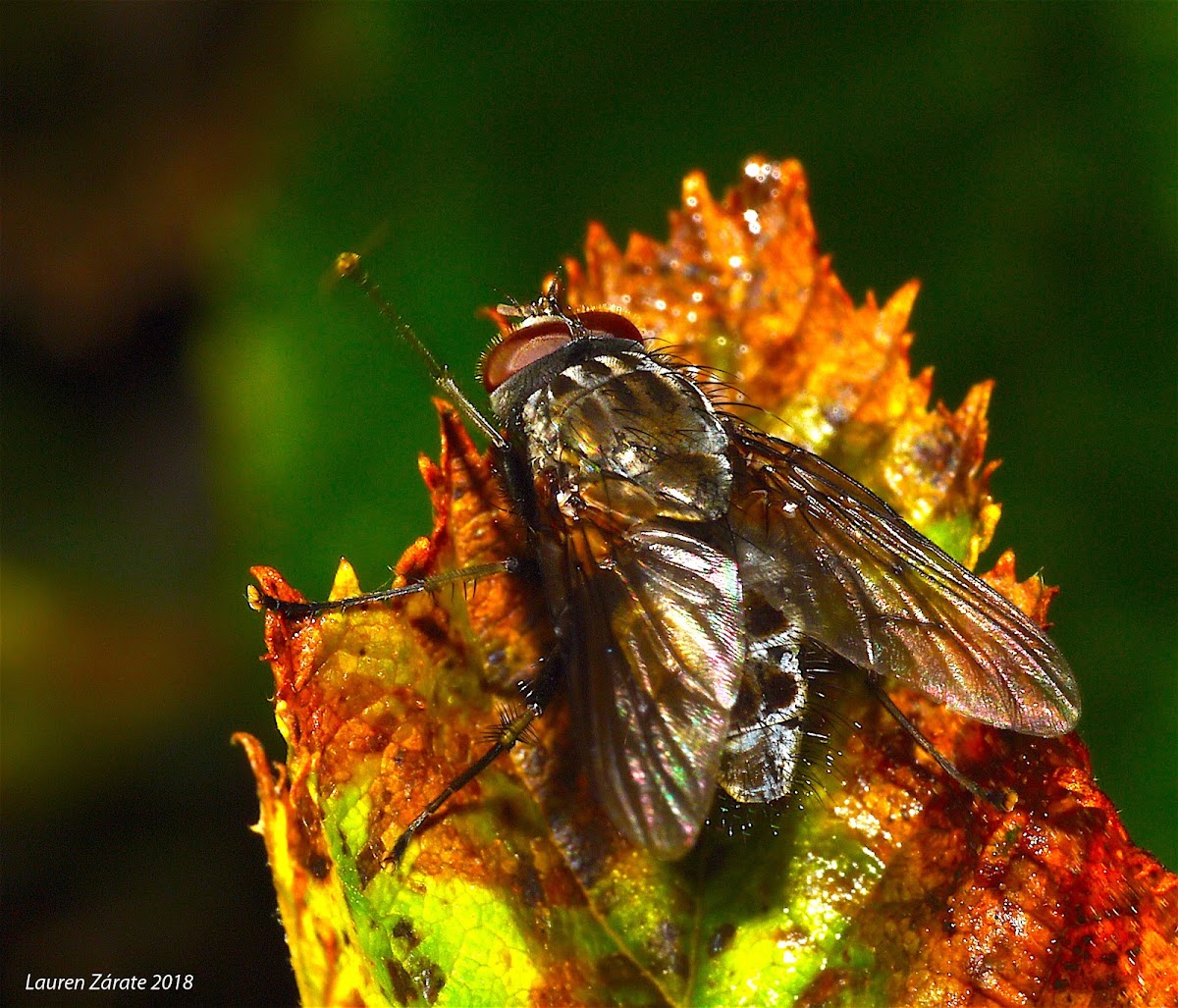 Tachinid Fly