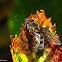 Tachinid Fly