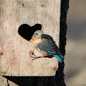 Eastern Bluebird (female)