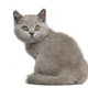 American Shorthair - New Tab in HD