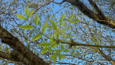 Spring time in South Texas... in February!