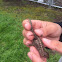 Western Fence Lizard (Blue Bellied Lizard)