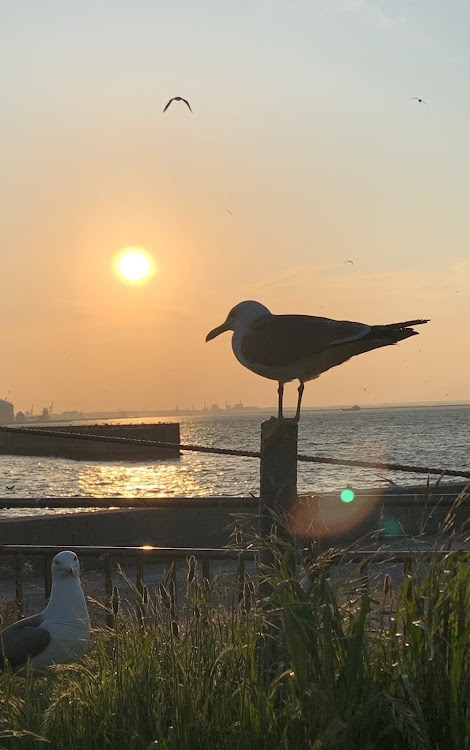 サンバーディアスワゴンの道の駅 なんごう・白浜海岸・種差海岸・蕪島・八食センターに関するカスタム事例の投稿画像12枚目