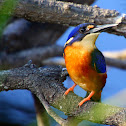 Azure Kingfisher