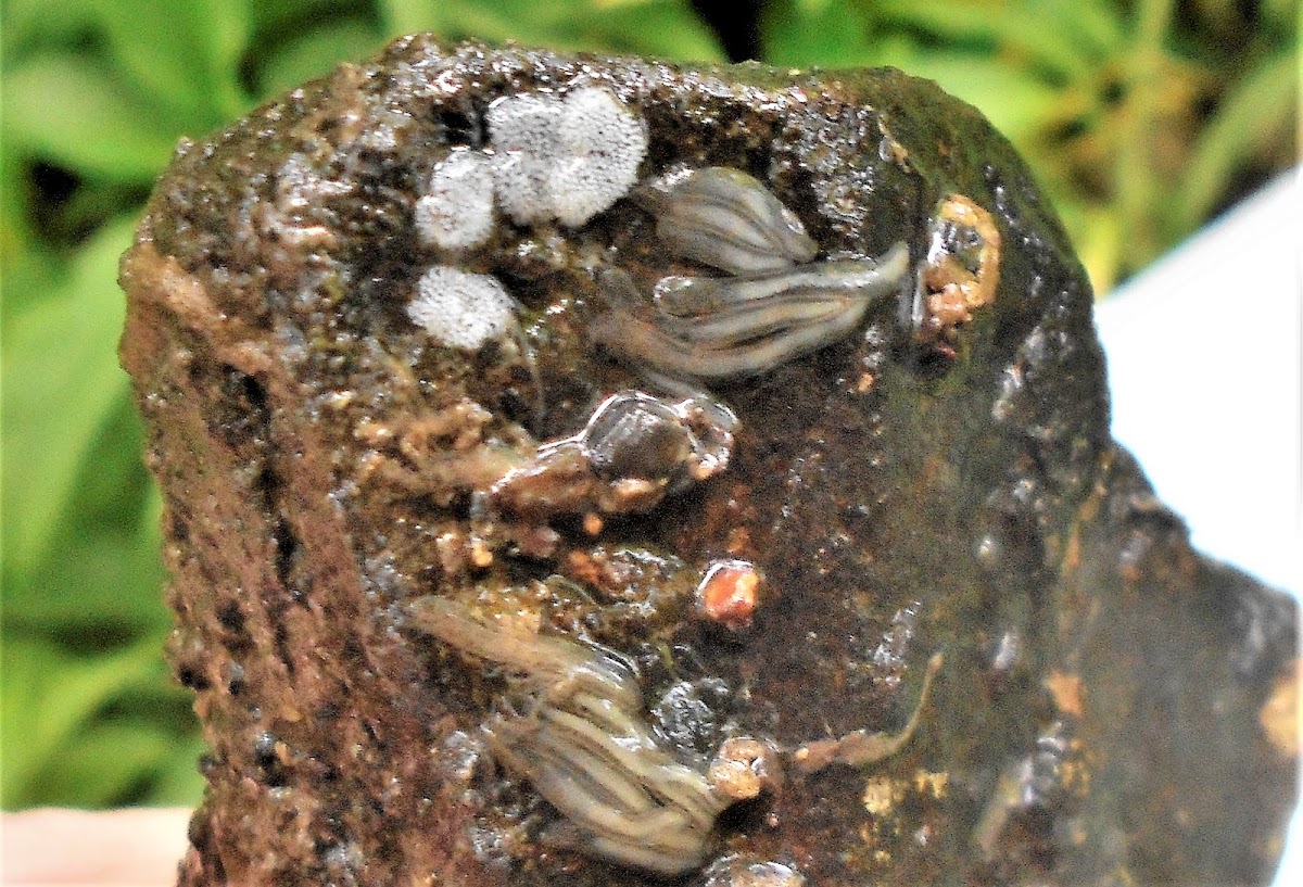 Non-biting Midge Eggs