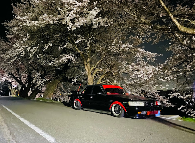 マークIIの桜とコラボ・夜桜・1年前と現在に関するカスタム事例の投稿画像1枚目