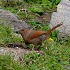 streaked laughingthrush