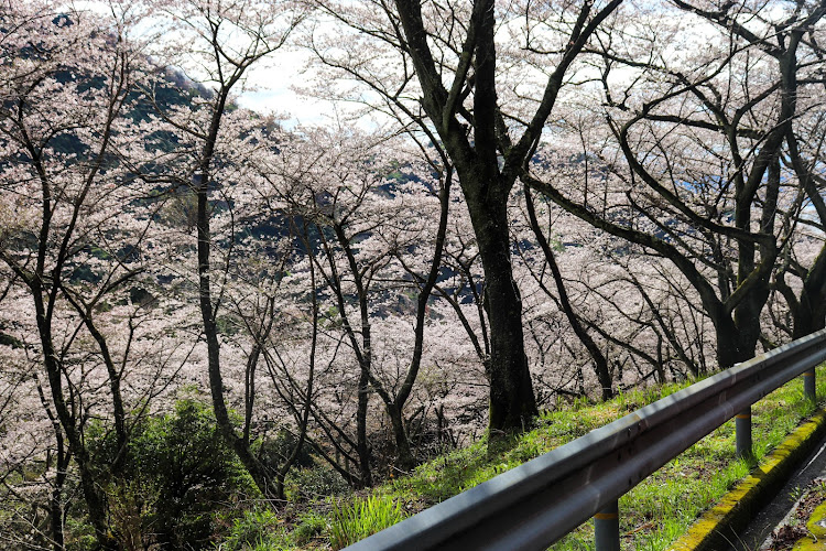 の投稿画像5枚目