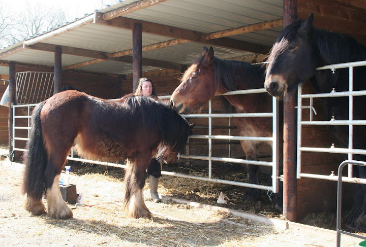 Tonkas Boy! fils de Tonka et petit fils de Lottery horse : news p.8!!! - Page 2 5