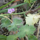 Hedgerow Cranesbill