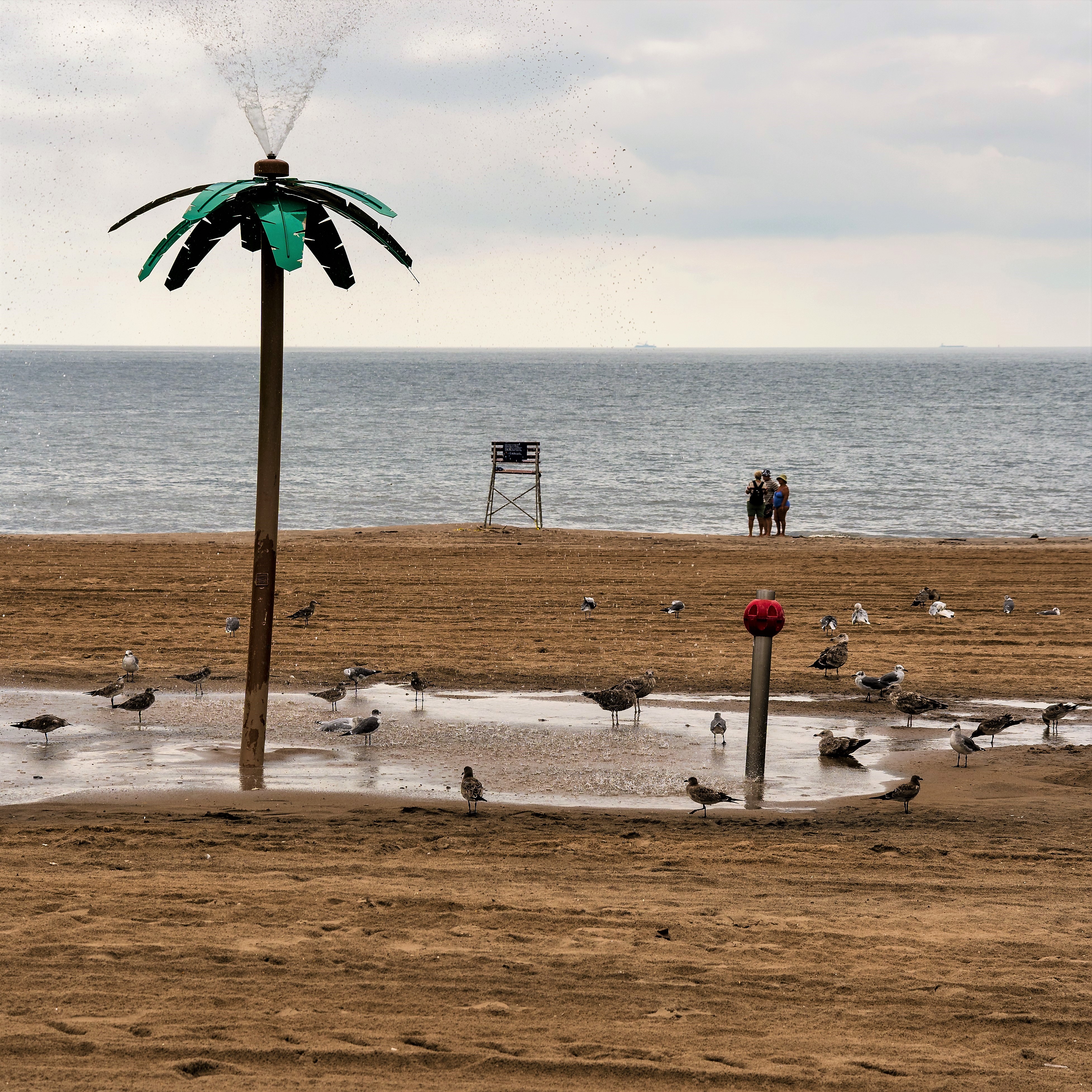 Oasis on the sand di Ginko