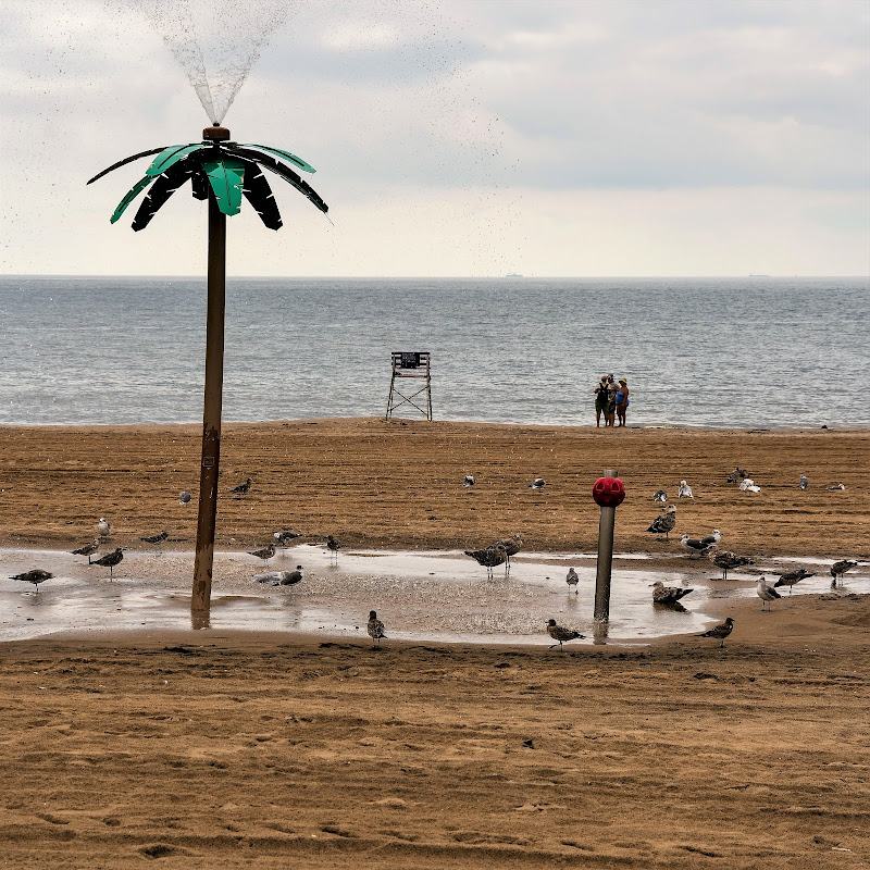 Oasis on the sand di Ginko