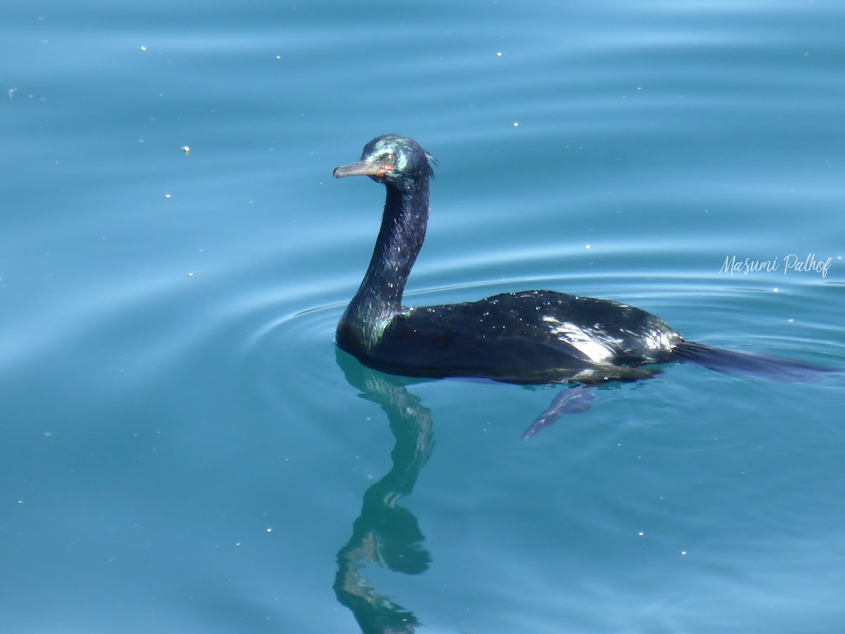 Pelagic Cormorant