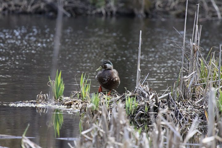 aide pour identifier un canard  Canard%20%2811%29