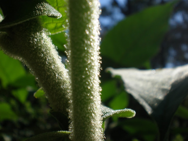 P4200251.JPG