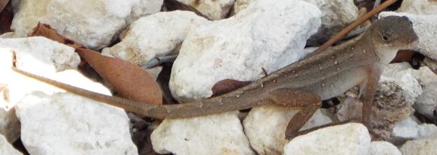 Brown Anole