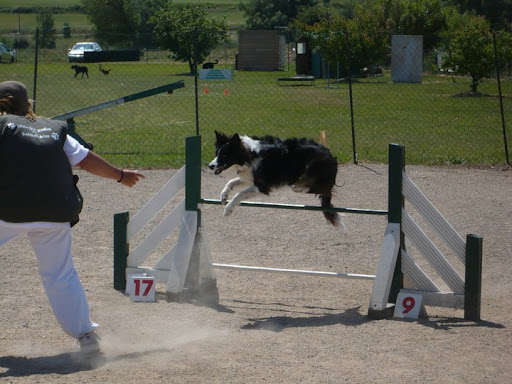 Les progrès de Fly en agility - Page 7 Fly001